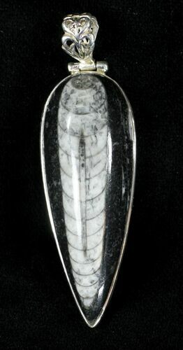 Fossil Orthoceras Pendant - Sterling Silver #21605